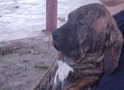 In Memorian - Fila Brasileiro Filhotes - Canil Singular - Filhotes Extras
